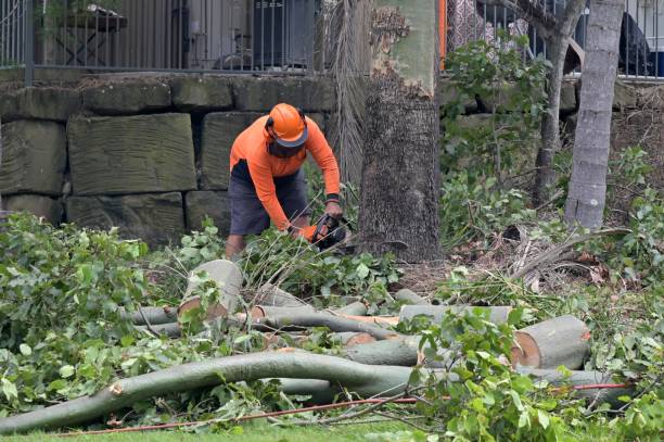 How Our Tree Care Process Works  in  Moundridge, KS